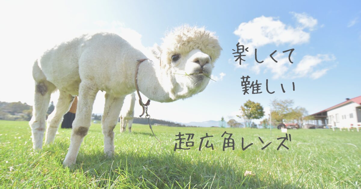 いらない？】超広角レンズが難しい理由と使いどころ（作例あり 