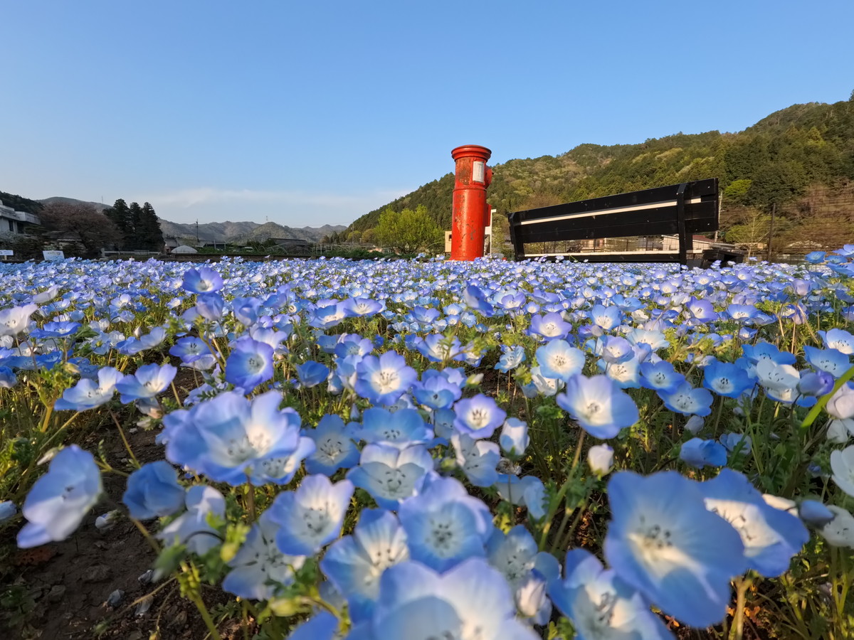 Ace Proで撮影した花畑