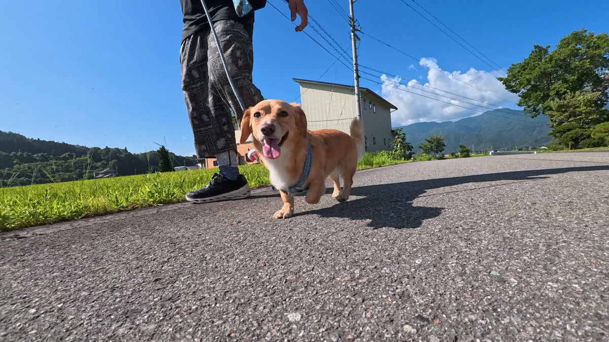 Insta360 GO Ultraで撮影した犬