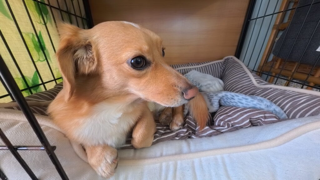 Ace Pro 2のクローズアップレンズで撮影した写真